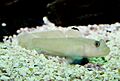 Rhinogobiops nicholsii; Blackeye goby