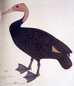 RhodonessaBhawaniDas