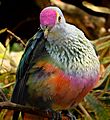 Rose-Crowned Fruit Dove