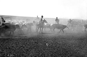 Rounding up for the first Calgary Stampede (38085634056)