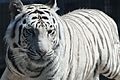 Royal White Bengal Tiger headshot at Cougar Mountain Zoological Park 2