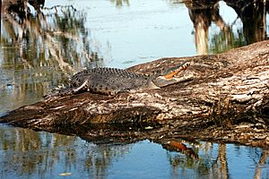 Saltwater croc kakadu