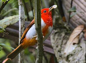 Scarlet-and-white Tanager