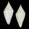 Seashell Conus beatrix