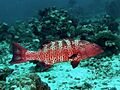 Serranidae - Plectropomus pessuliferus marisburi-001