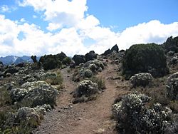 Shira moorlands on Kilimanjaro
