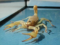 Skorpion fg02