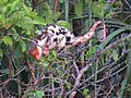 Spilocuscus papuensis 37904569