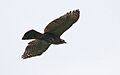 Spizaetus-ornatus-002
