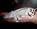 Squirrel-Glider-at-Lone-Pine