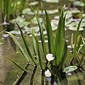 Stratiotes aloides LC0258