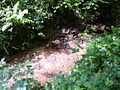 Stream in Dallington Forest - geograph.org.uk - 455731