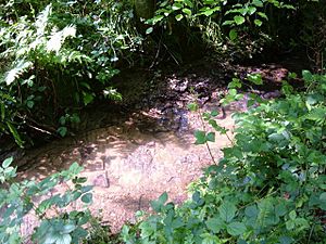 Stream in Dallington Forest - geograph.org.uk - 455731.jpg