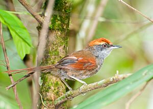 Synallaxis ruficapilla -Sitio Arapongal, Registro, Sao Paulo, Brasil-8.jpg