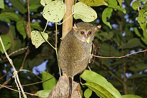 Tarsius Peleng.jpg