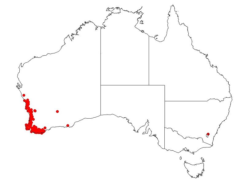 Tribonanthes australis DistMap138