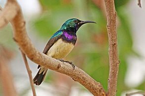 Variable sunbird (Cinnyris venustus venustus) male