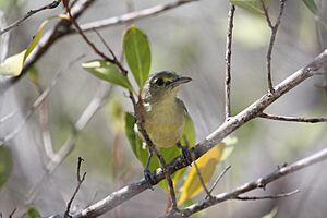 Vireo pallens.jpg