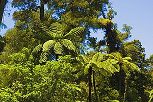 Waitakere Forest n
