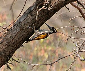 White-naped Woodpecker (Chrysocolaptes festivus) in Hyderabad W IMG 7544
