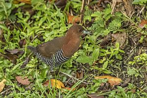 White-throated crake (Rufous-faced) (Laterallus albigularis) Antioquia.jpg