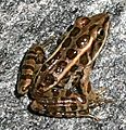WhiteMountainsFrog