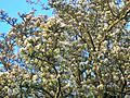 Wild Pear Tree in full blossom
