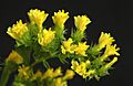 Yellow Statice flowers, close up from top