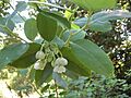 Zenobia pulverulenta HRM2