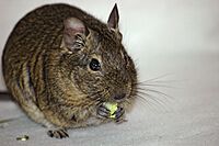 2007-12-09 (20) Degu