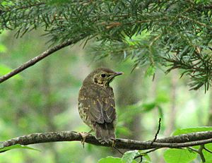 2007.07.03 juvenile song thrush Dombaih, Russia 108 cc