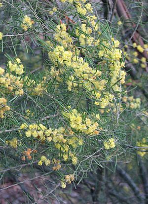 Acacia flexifolia.jpg