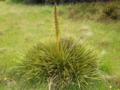 Aciphylla aurea plant