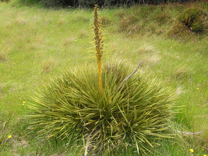 Aciphylla aurea plant.tif