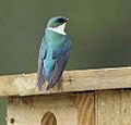 Adult Hispaniolan Golden Swallow perched on artificial nest-box