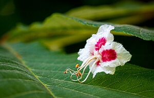 Aesculus hippocastanum flower
