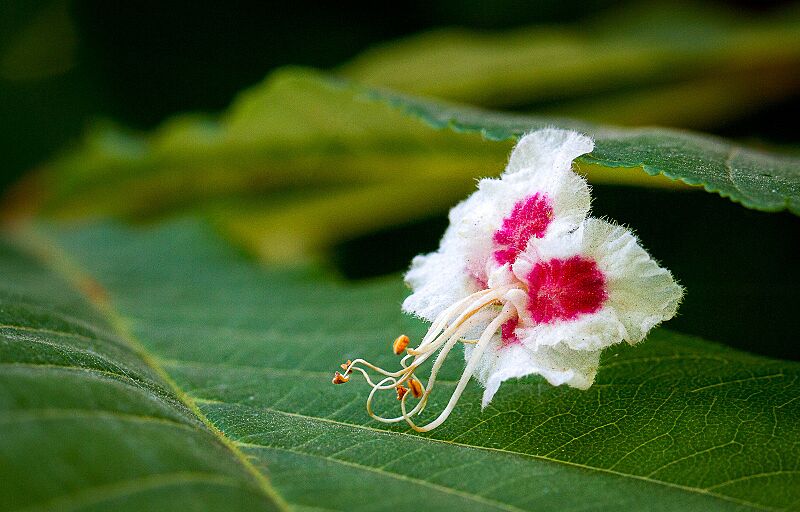 Aesculus hippocastanum flower