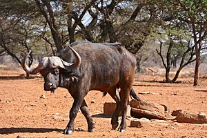 African Buffalo (Syncerus caffer) bull (33064006406)