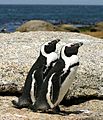 African penguins Boulder Bay 1