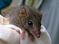 Agile Antechinus (Antechinus agilis) on cloth, close-up from front
