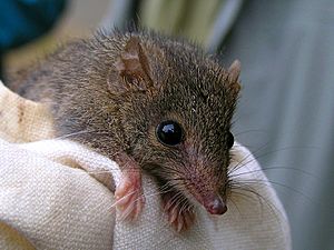 Agile Antechinus (Antechinus agilis) on cloth, close-up from front.jpg
