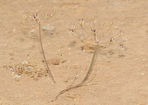 Allium sindjarense 1.jpg