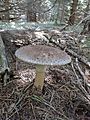 Amanita rubescens 12