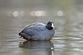 American Coot at The Pond