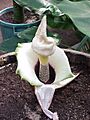 Amorphophallus paeonifolius3