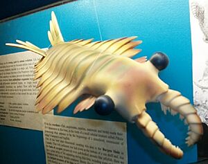 AnomalocarisDinoMcanb