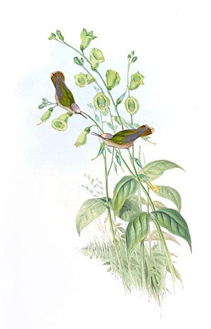 Anthocephala floriceps.jpg