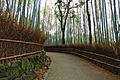 Arashiyama-Bamboo-Grove-Sunset