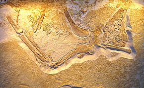 Archaeopteryx (Daiting Specimen)