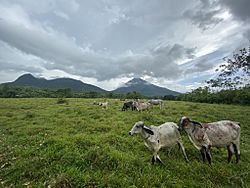 Arenal Volcano with cattle in foreground